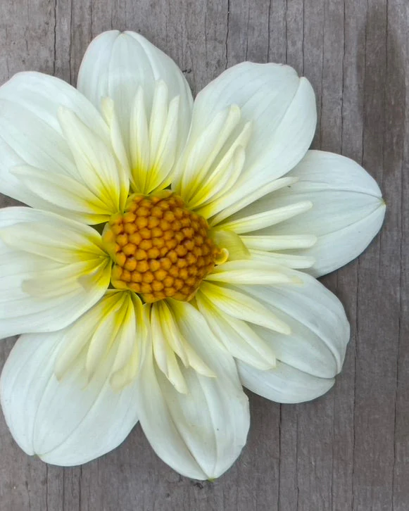 Alpen Cherub - Image 3