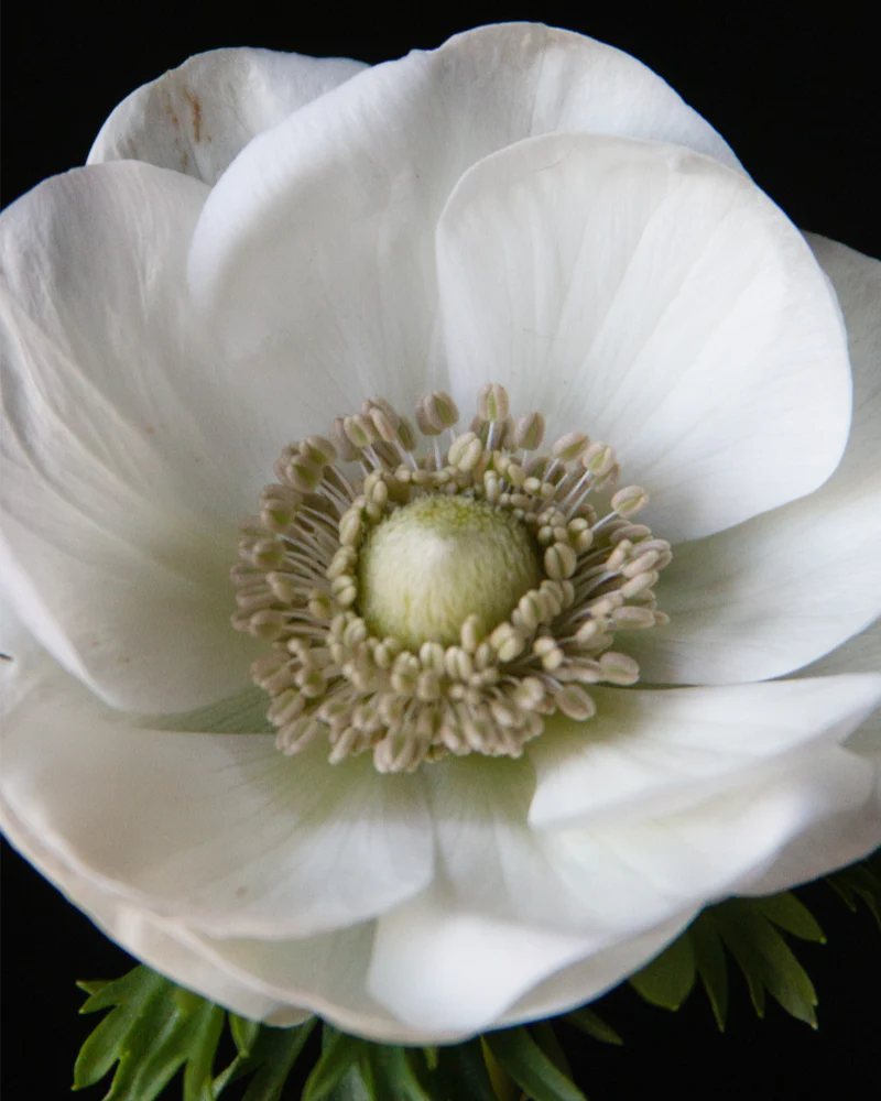 Anemone Bianco - Image 3