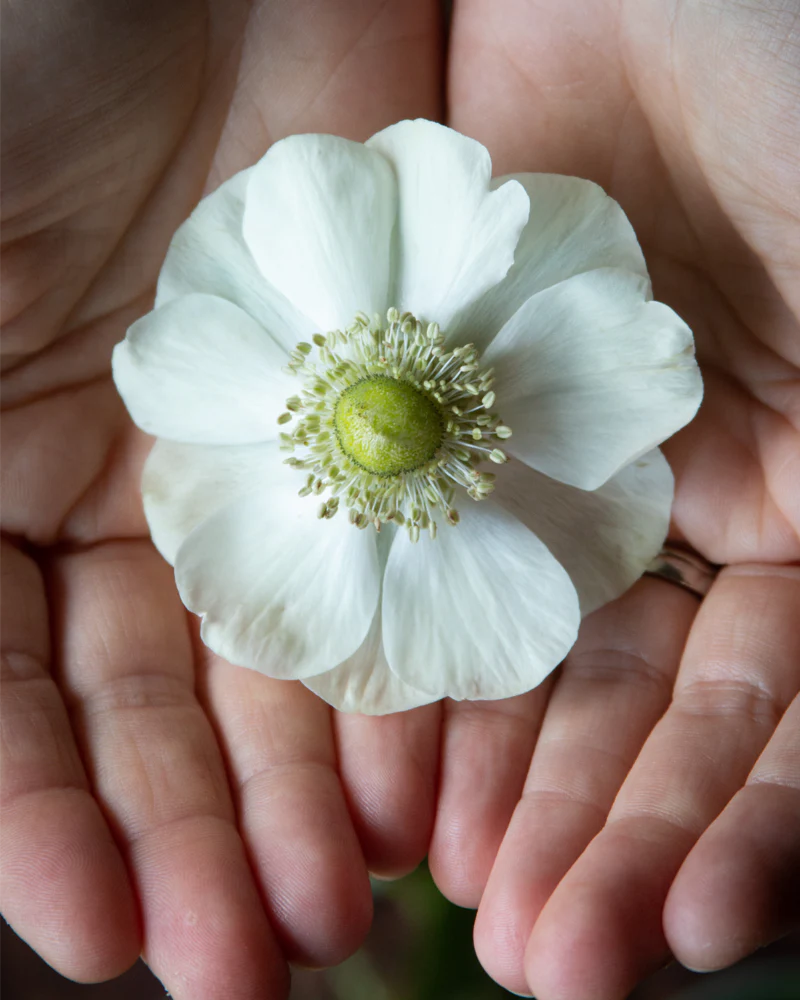 Anemone Bianco - Image 4