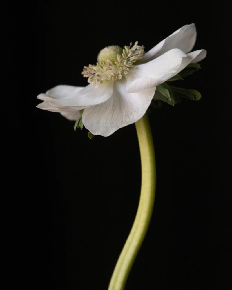 Anemone Bianco - Image 5