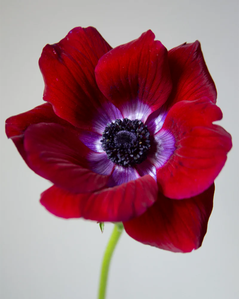 Anemone Bordeaux - Image 3