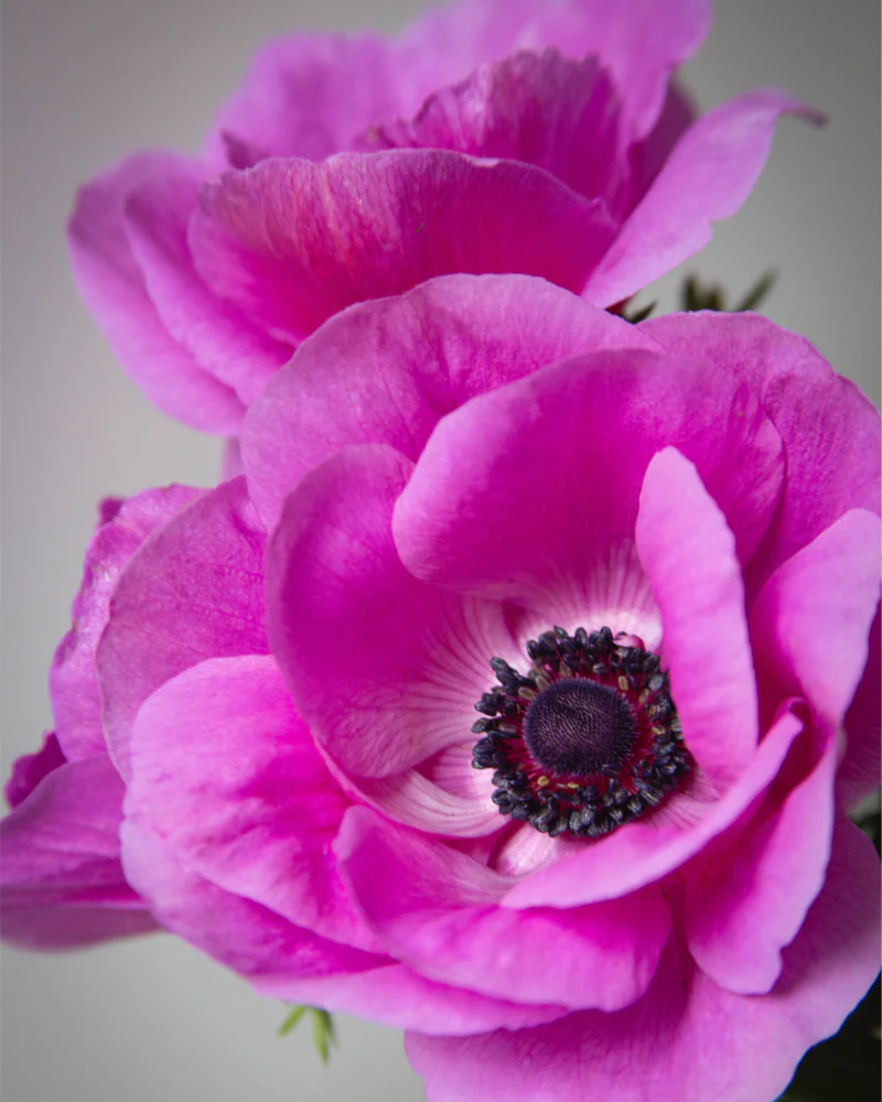 Anemone Fucsia - Image 3
