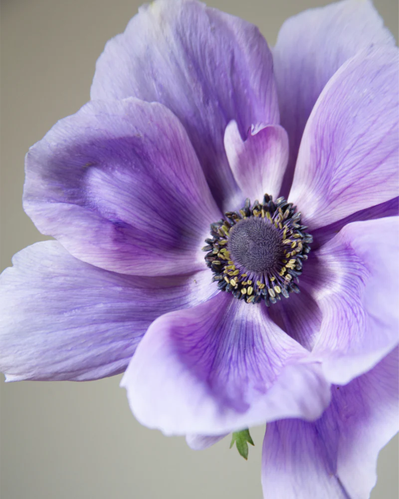 Anemone Azzurro - Image 3