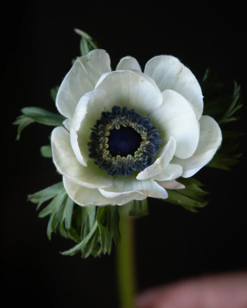 Anemone Bianco Center Nero - Image 4