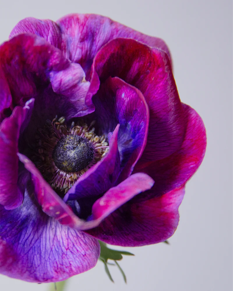 Anemone Grape - Image 3