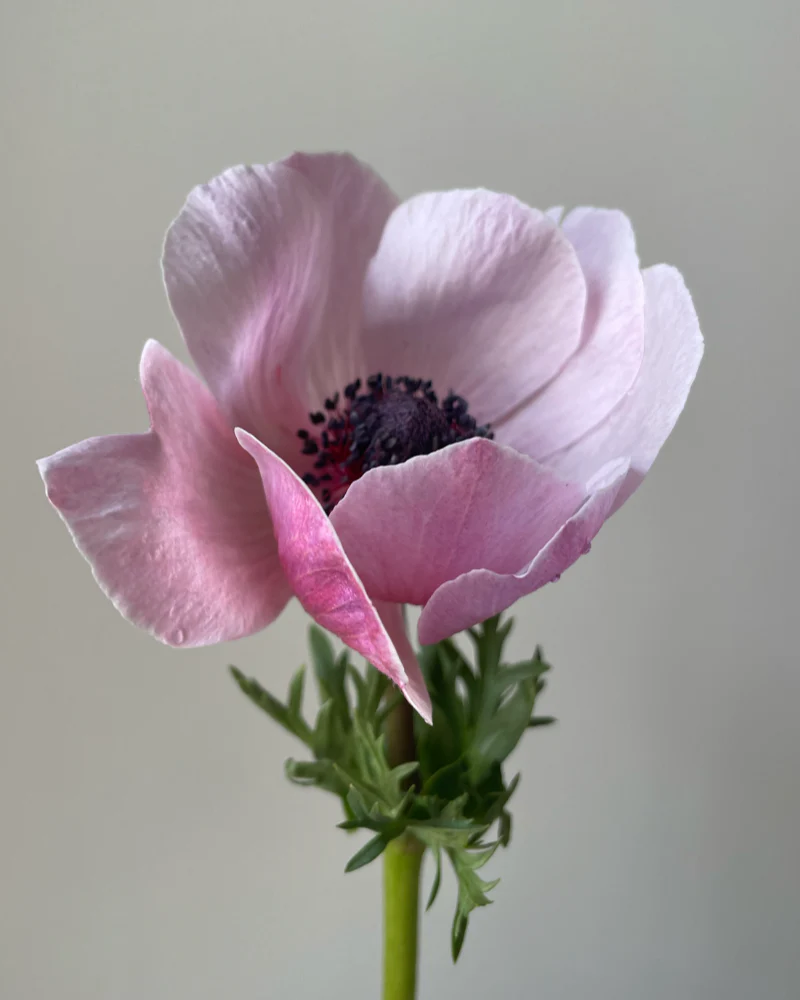 Anemone Rarity - Image 3