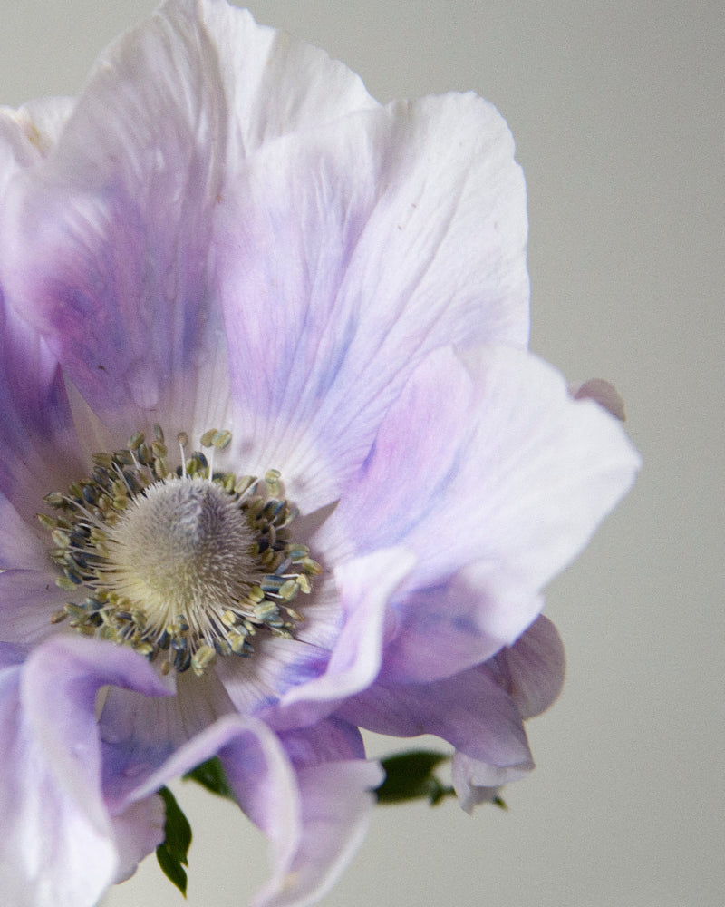 Anemone Pale - Image 3