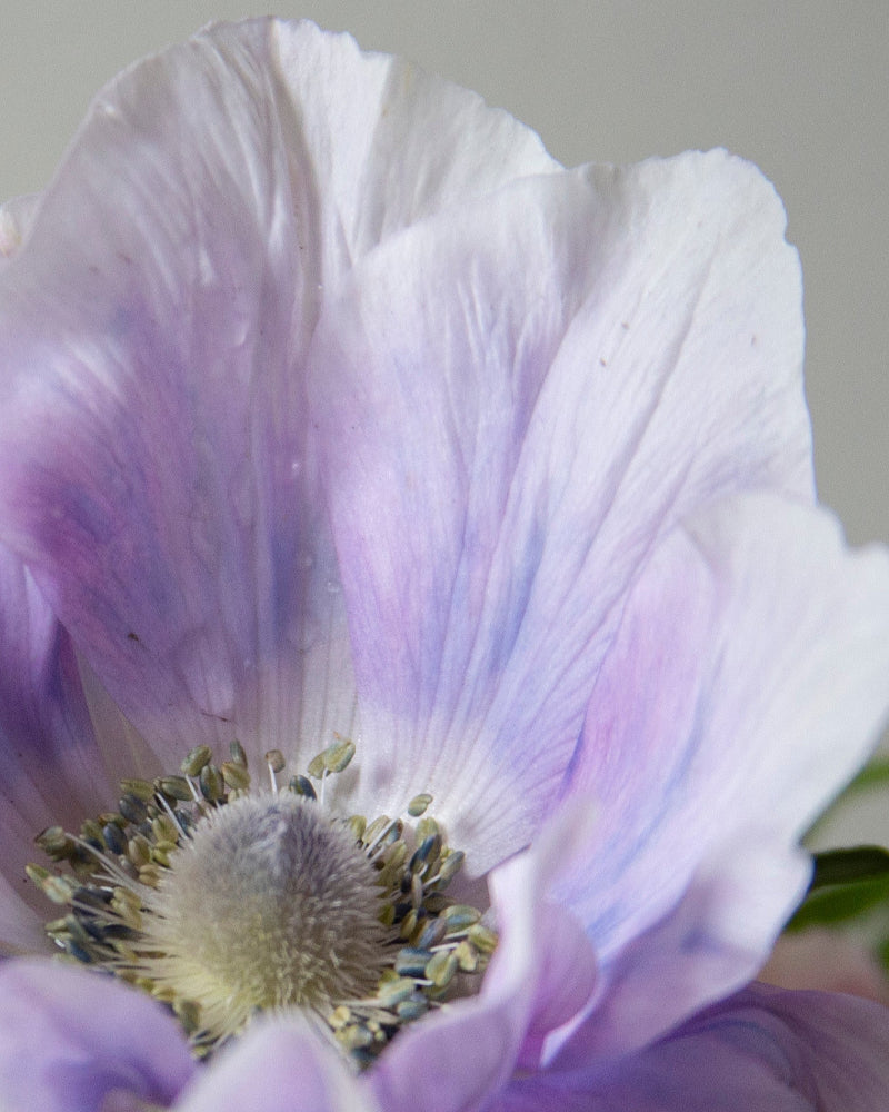 Anemone Pale - Image 4