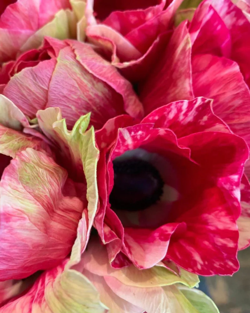 Anemone Tigre - Image 3