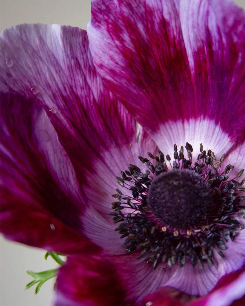 Anemone Tigre Vinato - Image 3