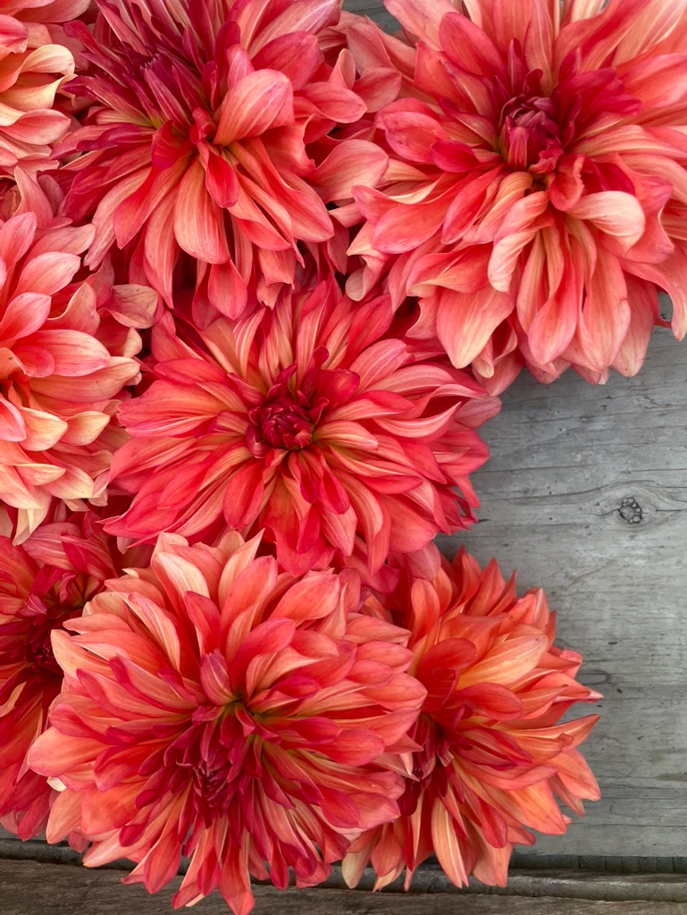 Baron Katie - Image 3