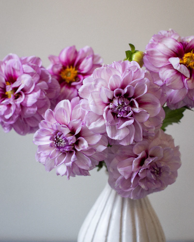 Blackberry Ice - Image 3