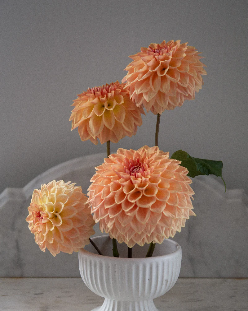 Bloomquist Alan - Image 3