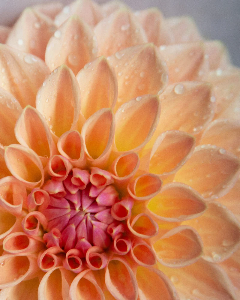 Bloomquist Alan - Image 4