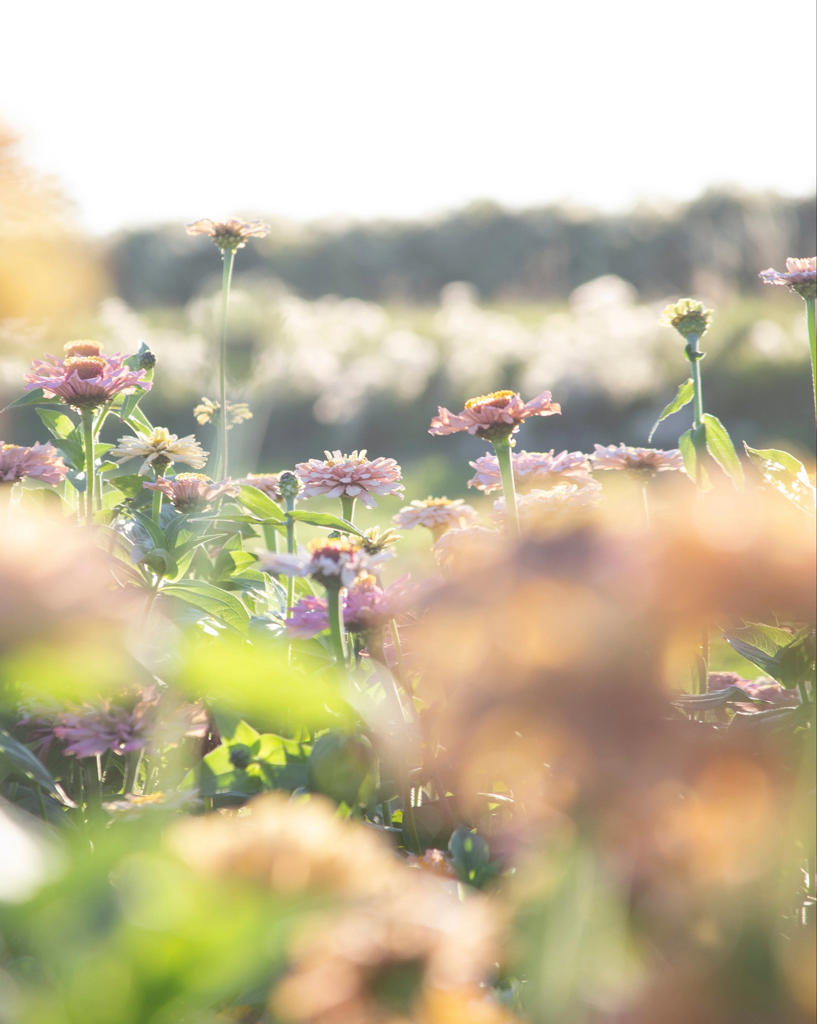 Pastel Zinnia Seeds - Image 4