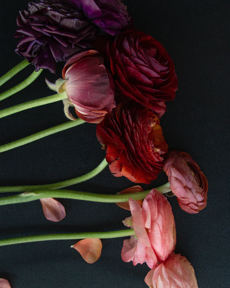 Ranunculus Bella Notte Mix - Image 5