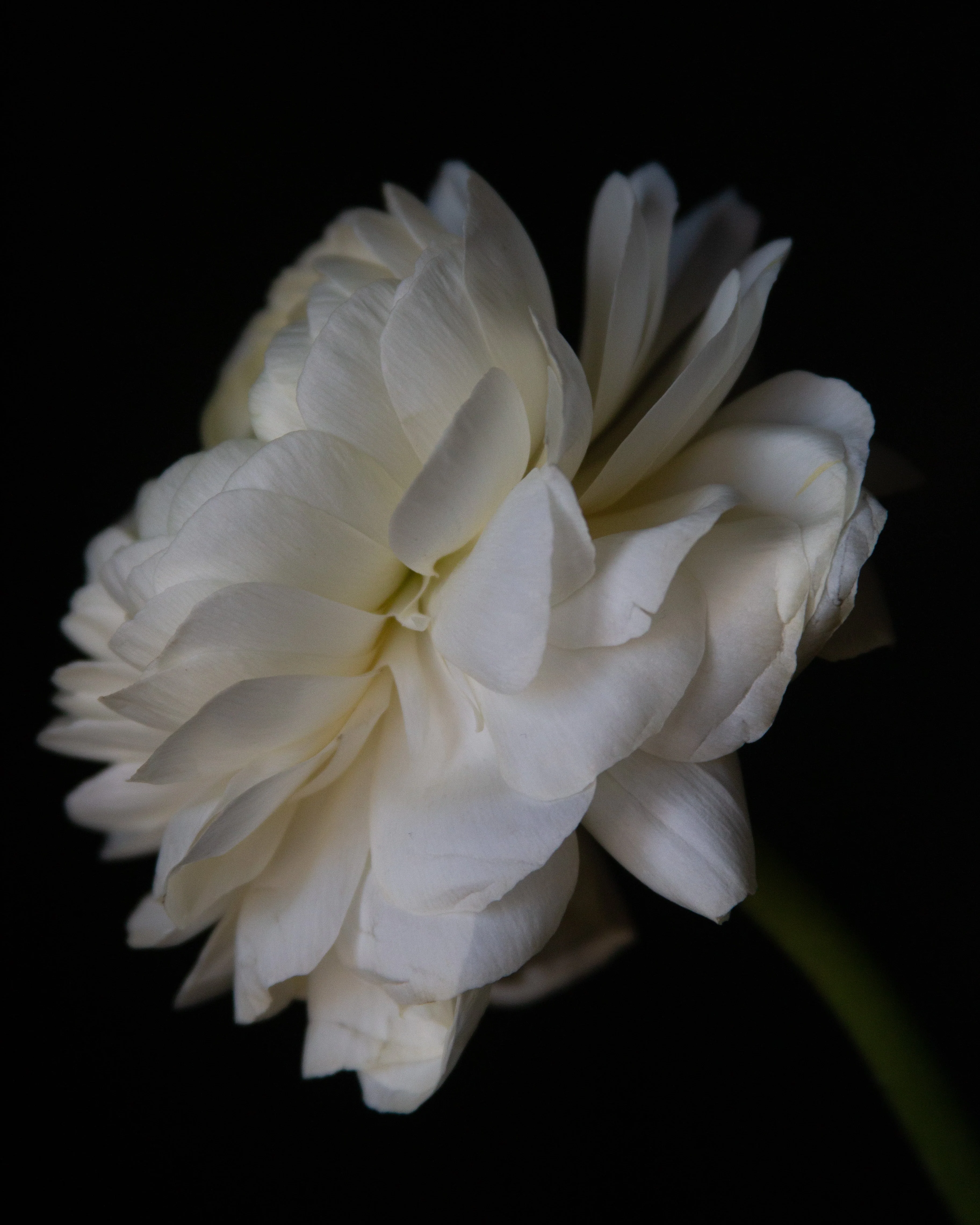 Ranunculus Bianco - Image 4