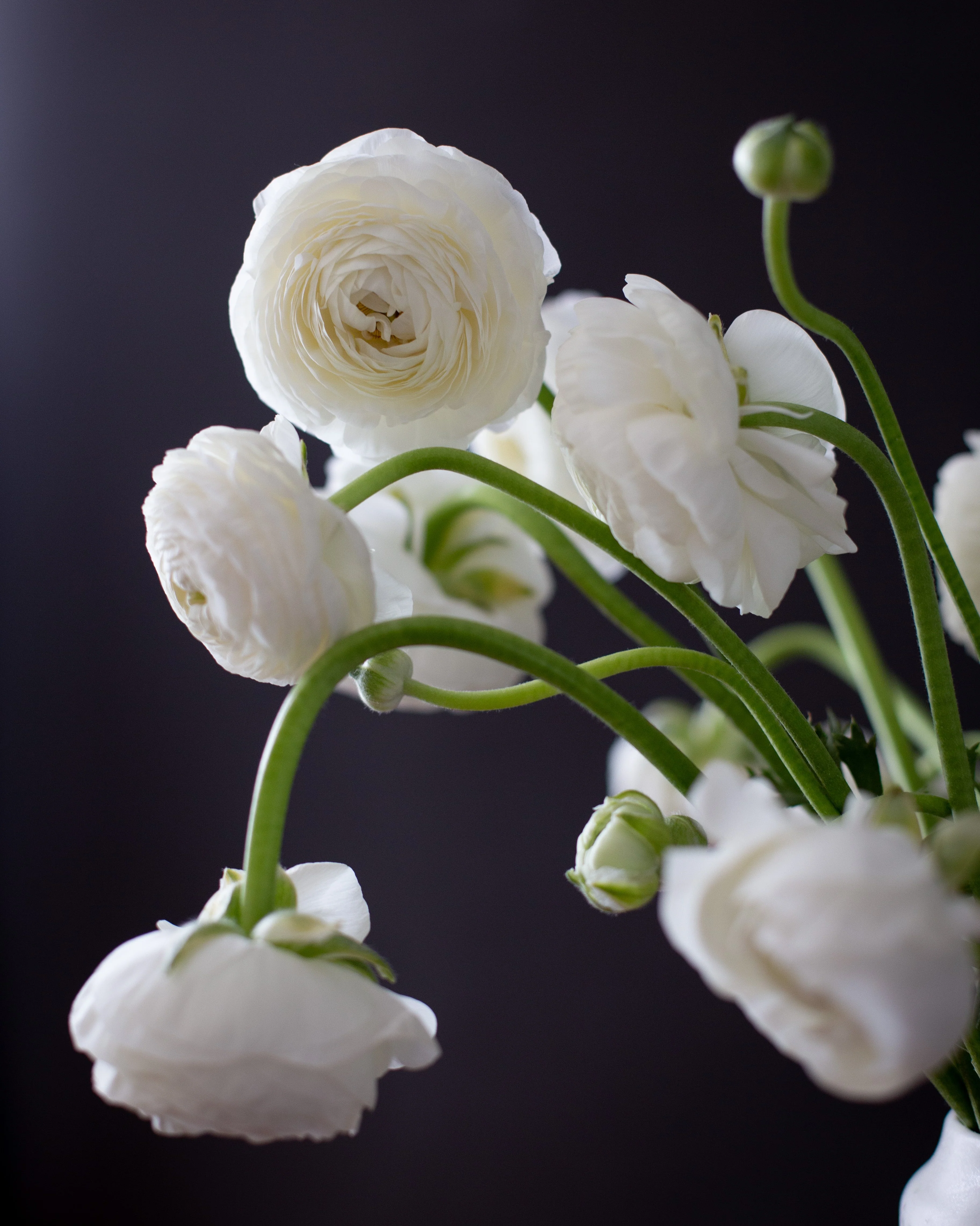 Ranunculus Bianco - Image 5