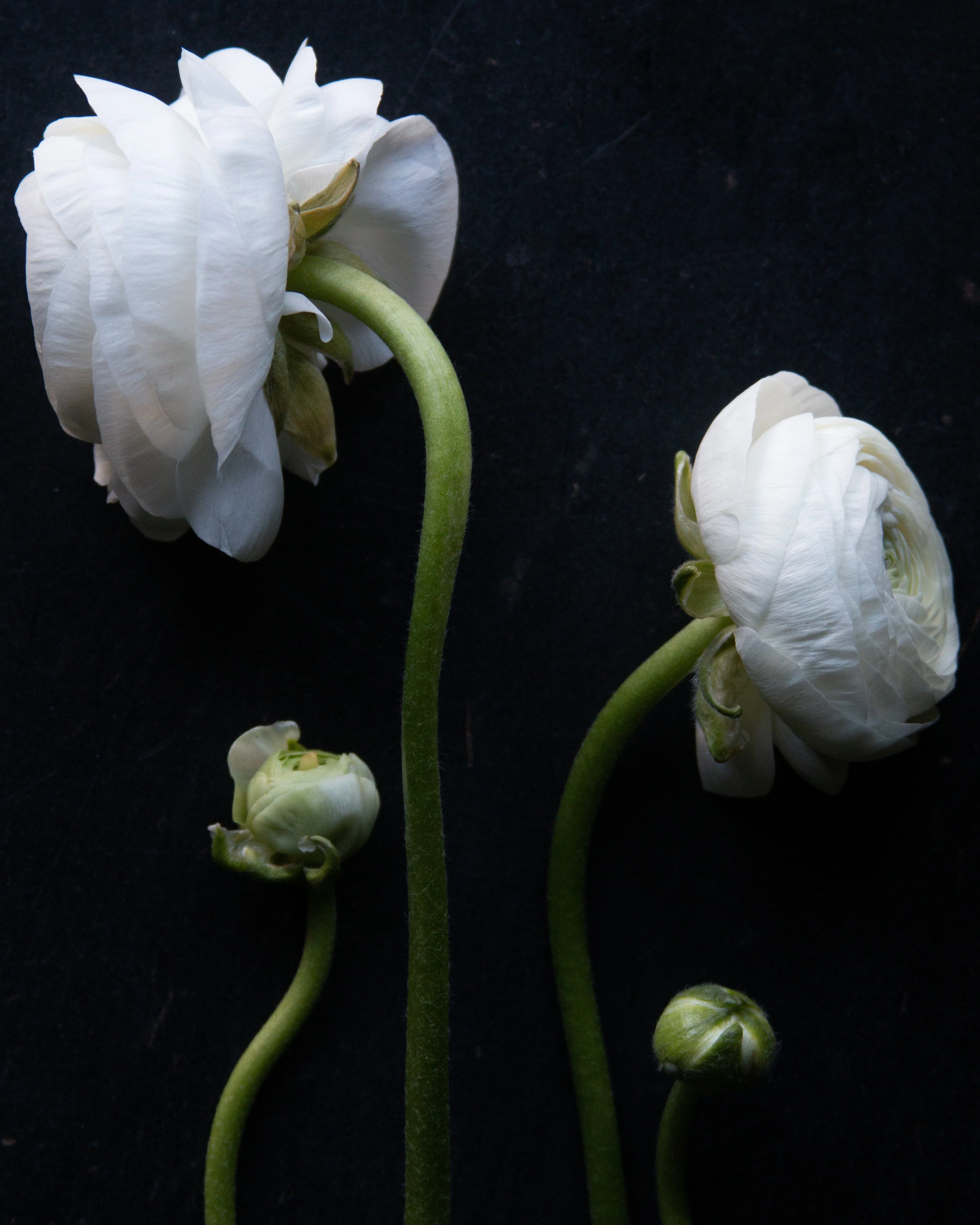 Ranunculus Bianco - Image 6