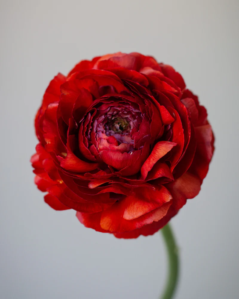 Ranunculus Cioccolato - Image 3