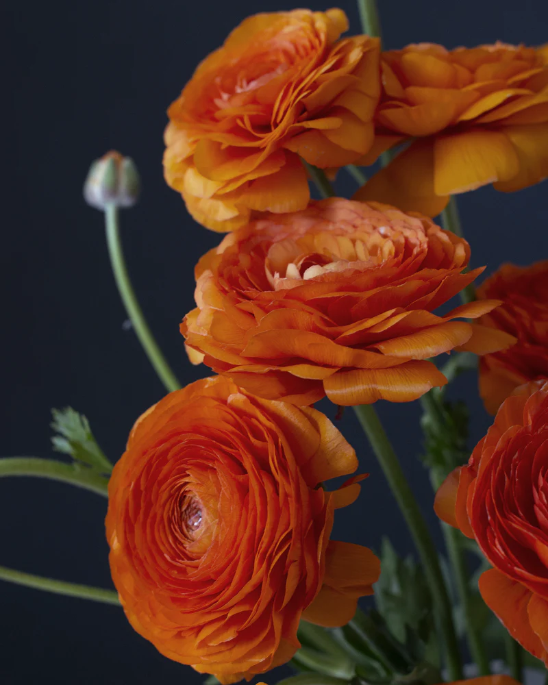 Ranunculus Clementine - Image 3