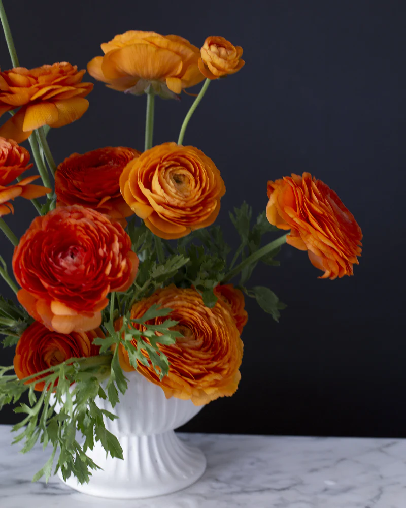 Ranunculus Clementine - Image 4