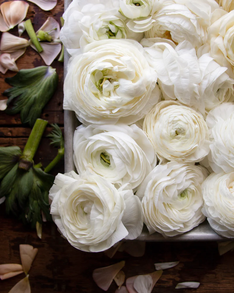 Ranunculus Crema - Image 3