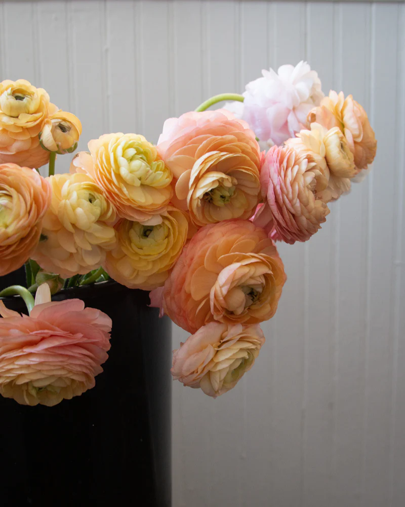 Ranunculus Dolce Amour Mix - Image 3