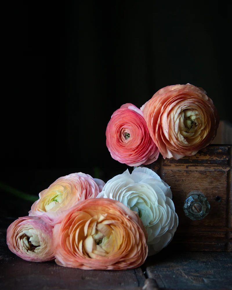 Ranunculus Dolce Amour Mix - Image 4