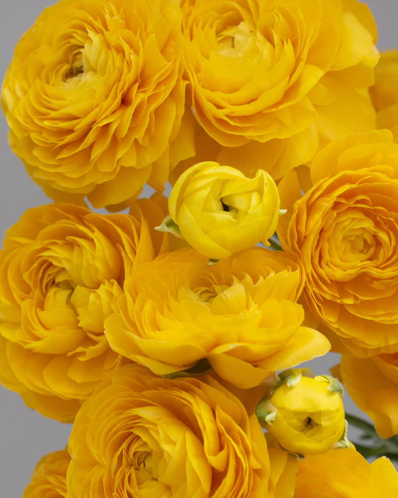 Ranunculus Giallo - Image 3