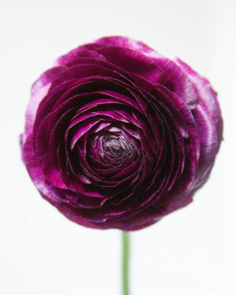 Ranunculus Malva - Image 3