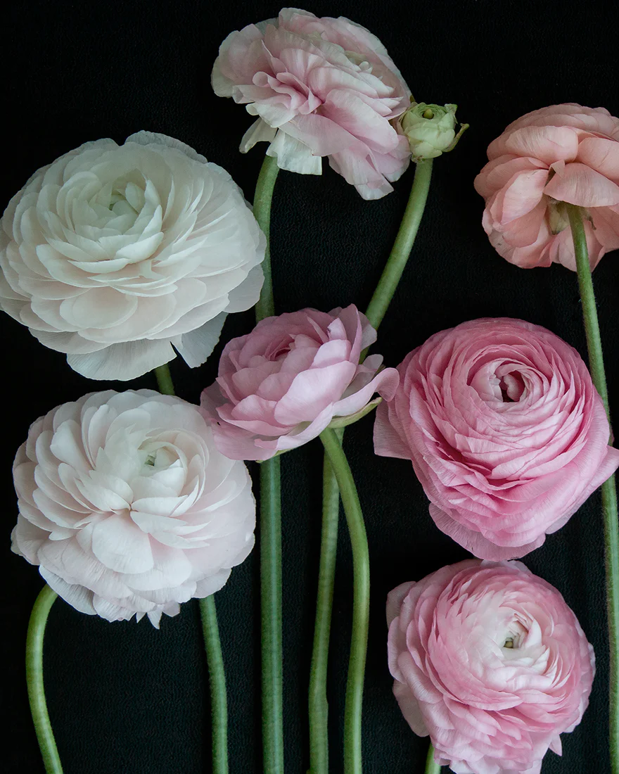 Ranunculus Mystery Pack - Image 4