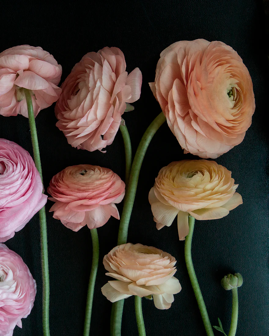 Ranunculus Mystery Pack - Image 5
