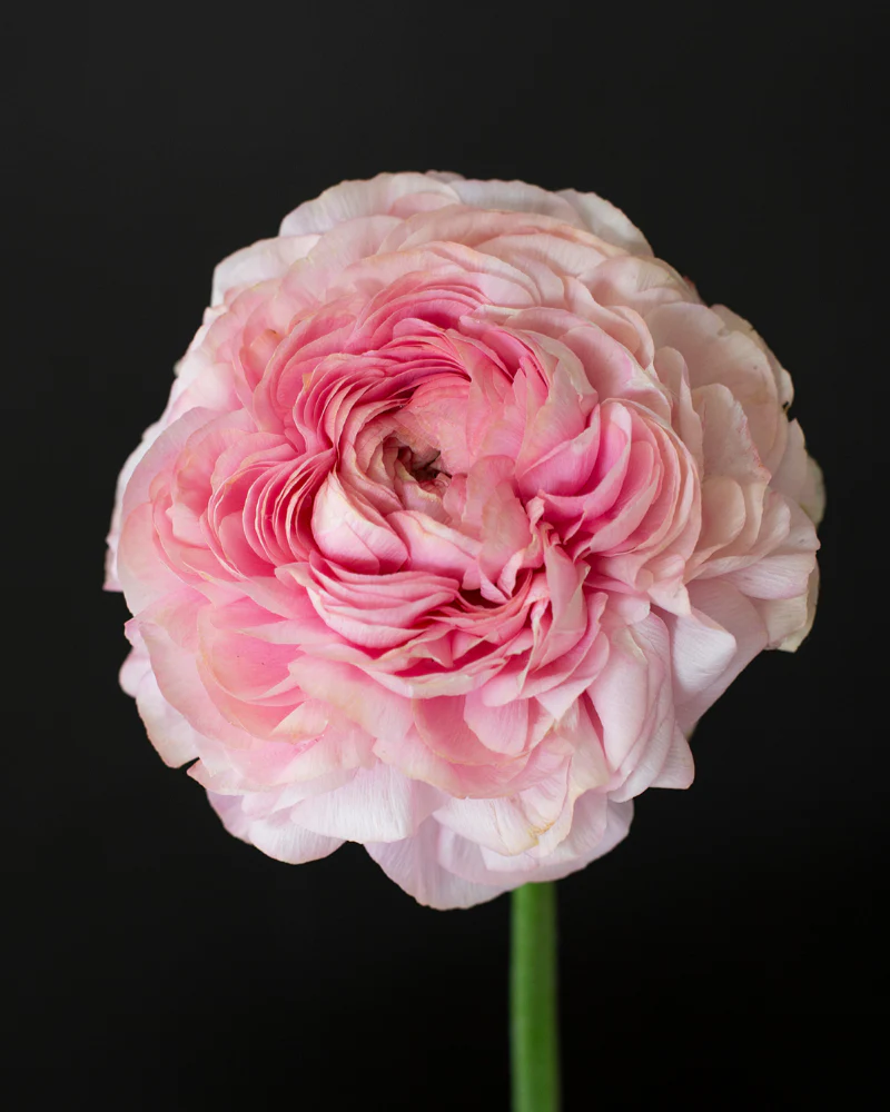 Ranunculus Pastello - Image 3
