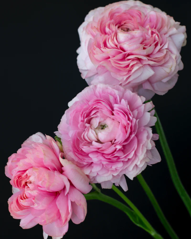 Ranunculus Pastello - Image 4