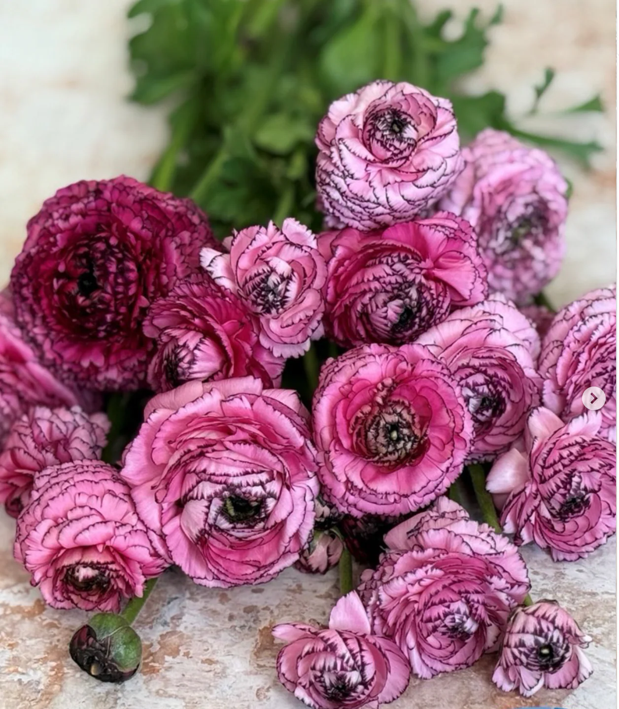 Ranunculus
