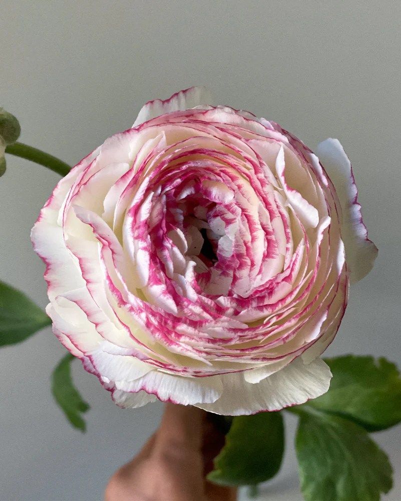 Ranunculus Striato - Image 4