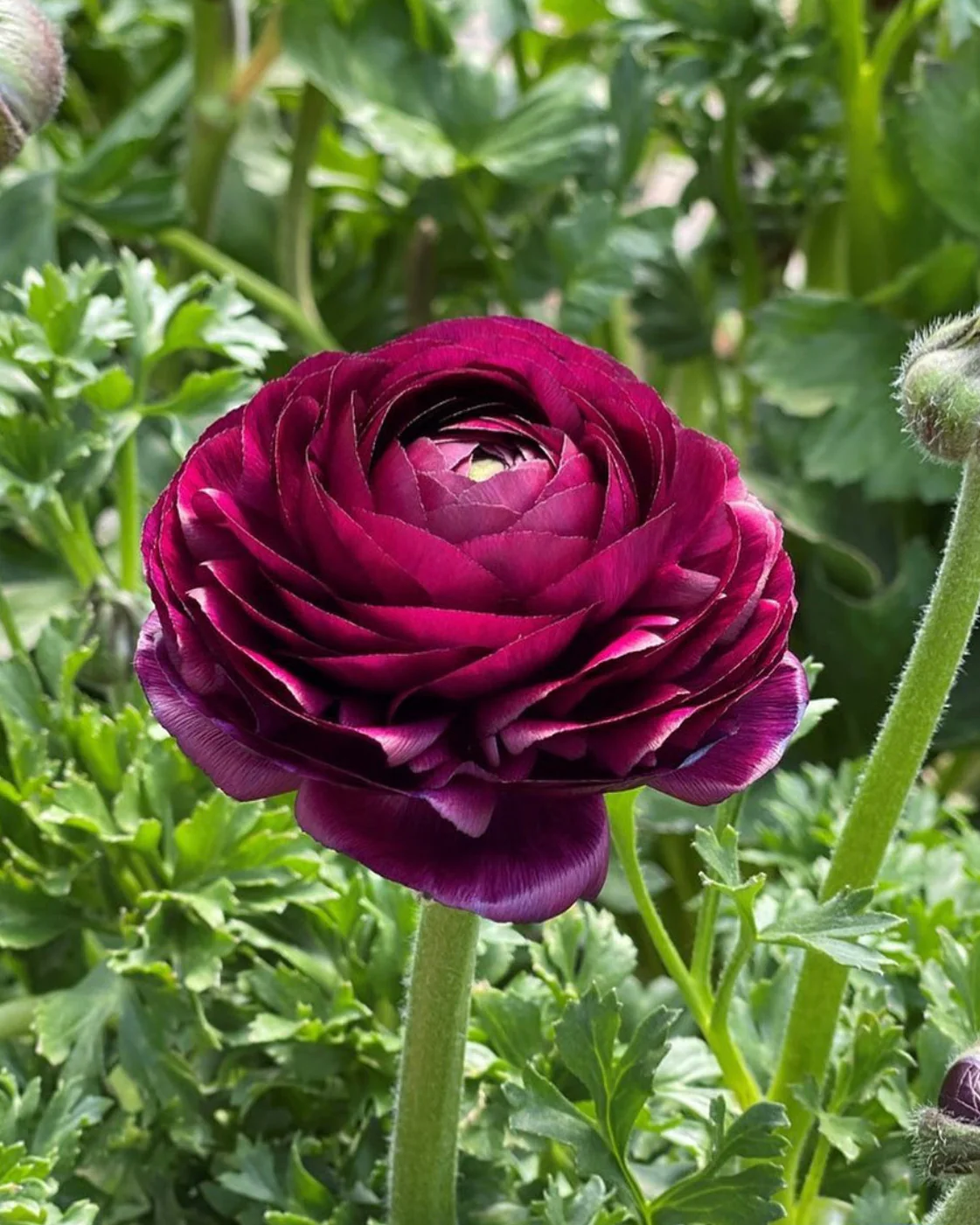 Ranunculus Viola - Image 3