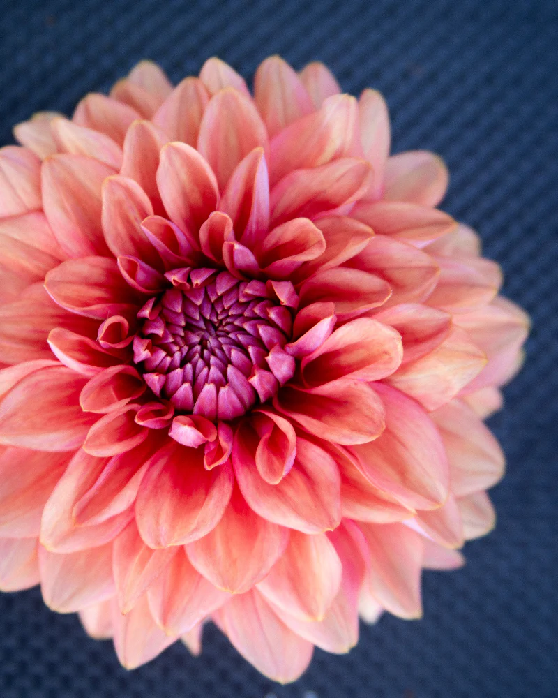 Salmon Runner - Image 3