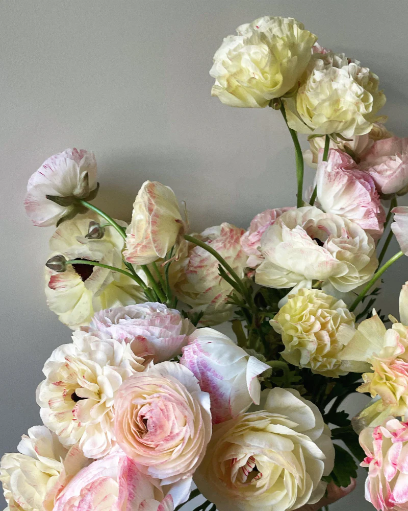 Ranunculus Sfumato - Image 5