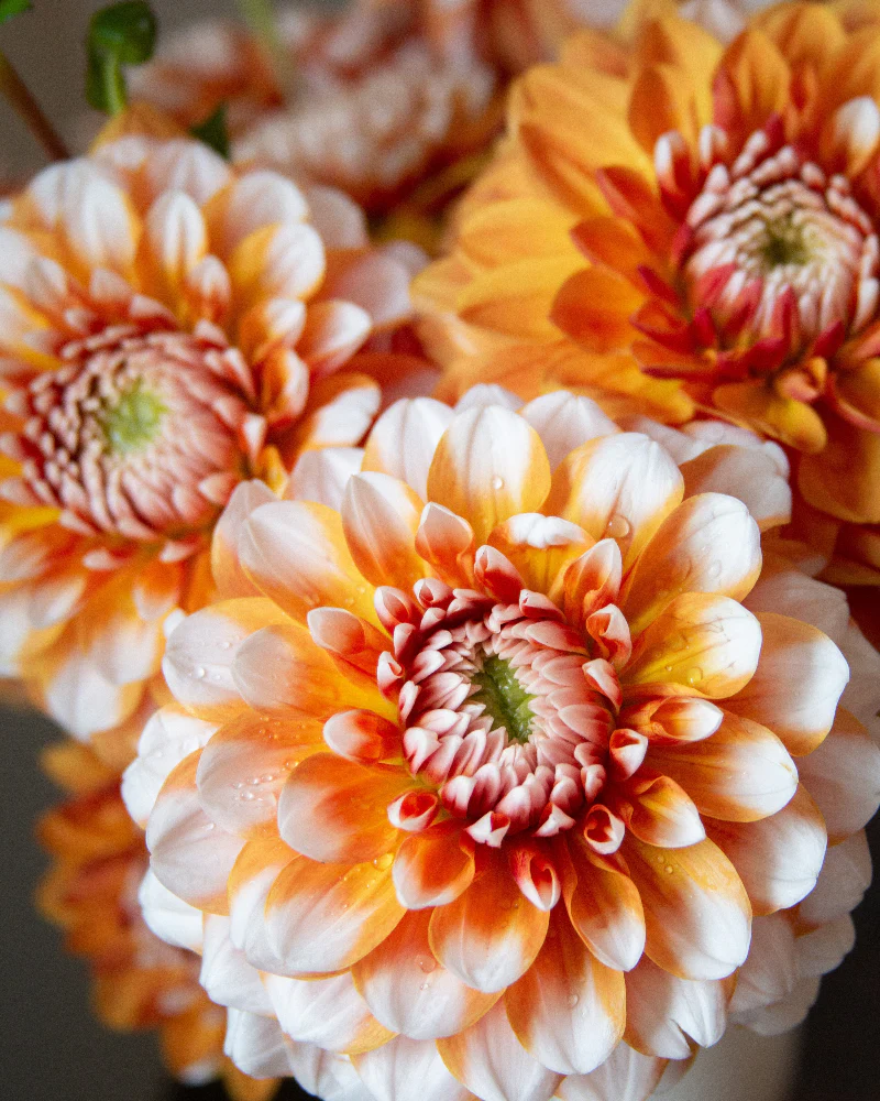 Tangerine Dream - Image 3